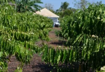 Deputado Delegado Lucas garante R$ 100 mil para compra de mudas de café clonal em Cujubim